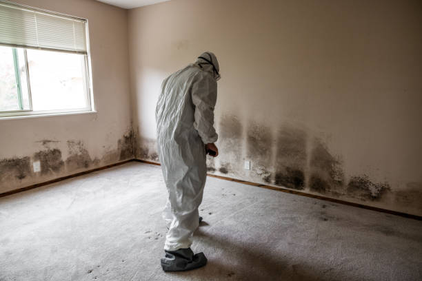 Trusted Curwensville, PA Mold Remediation Experts